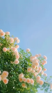 小说：陈敬言《恨意蔓延爱意亏欠》